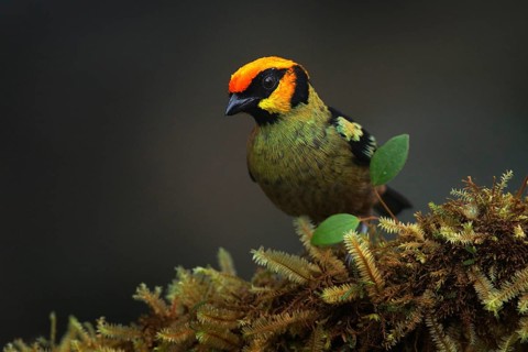 Flame-faced tanager, Tangara parzudakii, sitting on beautiful mossy branch. Bird from Mindo,