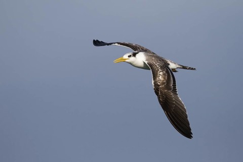 Greater Crested Tern (Thalasseus bergii) flying, Oman