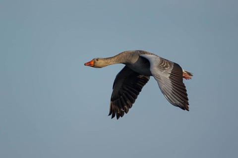 Greylag goose (Anser anser) adult bird in flight, England, United Kingdom
