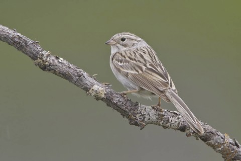 Brewer's Sparrow (Spizella breweri), British Columbia, Canada