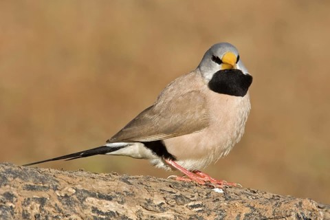Long-tailed Finch (Poephila acuticauda), Kimberley, Western Australia, Australia