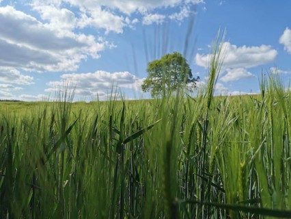 Green field full of barley (hordeum vulgare) and single tree under a blue sky, hiking on the