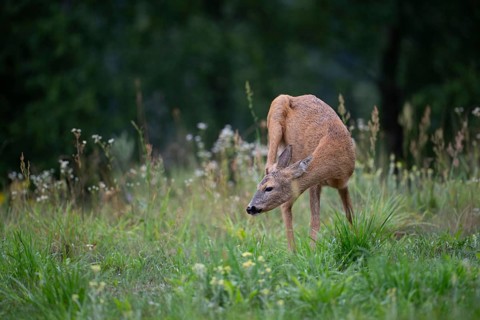 Roe deer (Capreolus capreolus) in a forest clearing, Tyrol, Austria