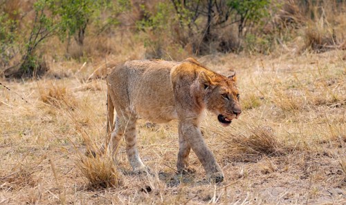 Lion (Panthera leo), young, Moremi Game Reserve, Botswana