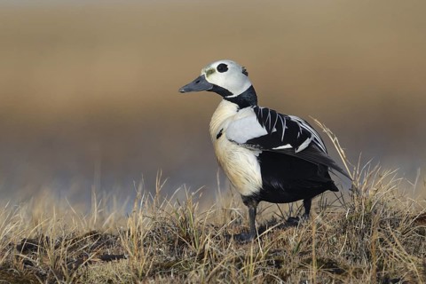 Steller's Eider (Polysticta stelleri) male, Alaska, USA