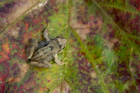 Common frog (Rana temporaria) juvenile baby froglet amphibian on an autumn colour leaf, England,