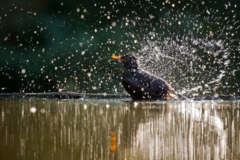Common Blackbird (Turdus merula) male bathing, Hungary