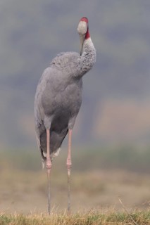 Sarus Crane (Antigone antigone), Keoladeo National Park, India