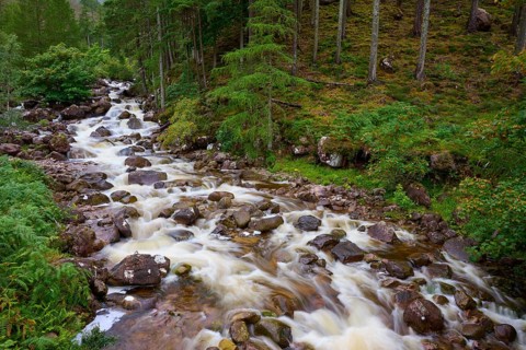 A stream flows through a green forest over rocks surrounded by trees, Scotland, United Kingdom,