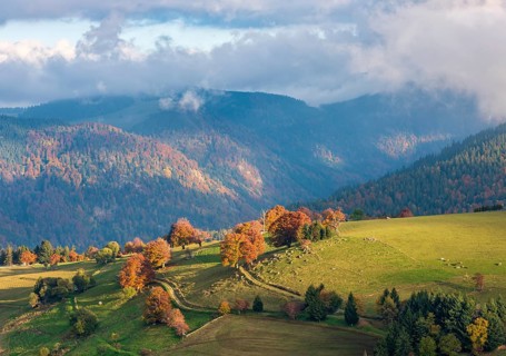 View of typical Black Forest landscape on Schauinsland, green meadows with old grazing beech trees