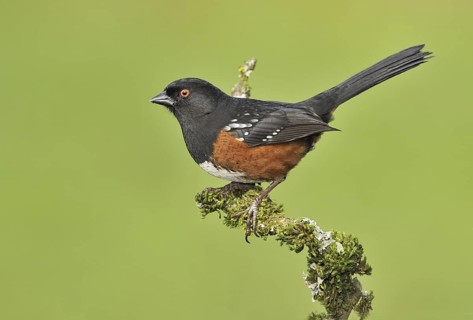 Spotted Towhee (Pipilo maculatus), British Columbia, Canada