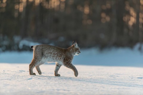 One young male Eurasian lynx, (Lynx lynx), walking on a snow covered meadow with a forest in the