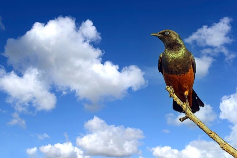 Photomontage, (M), Red-bellied Glossy Starling. (Lamprotornis pulcher), perching, animals, birds,