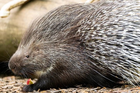 Old World porcupines (Hystrix cristata), Germany