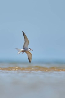 Elegant tern (Thalasseus elegans) flying in the sky above the sea, hunting, ebro delta, Catalonia,