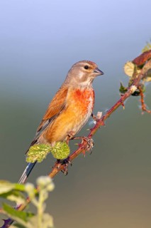 Linnet, Common Linnet, Eurasian Linnet, (Carduelis cannabin), (Acanthis cannabina), Linotte