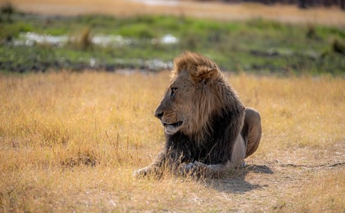 Lion (Panthera leo), adult male, lying in dry grass, Khwai, Okavango Delta, Moremi Game Reserve,