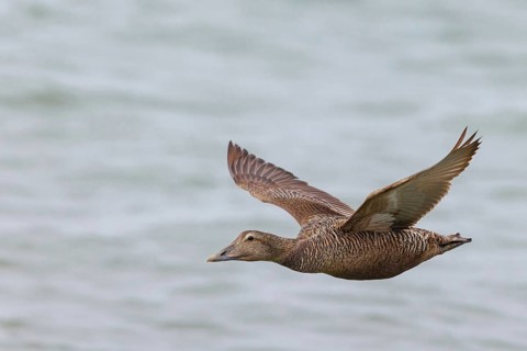 Common eider (Somateria mollissima), duck, female, lateral flight view, Longyearbyen, Svalbard