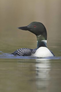 Great Northern Loon (Gavia immer), British Columbia, Canada