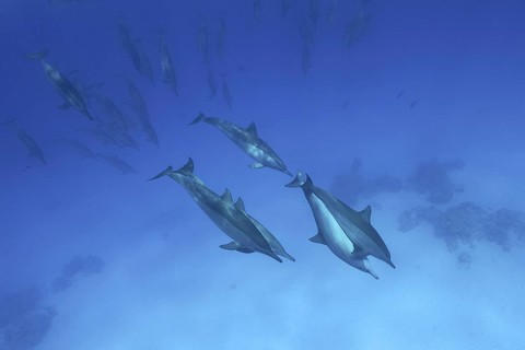 A group of spinner dolphins (Stenella longirostris) swimming together elegantly through the
