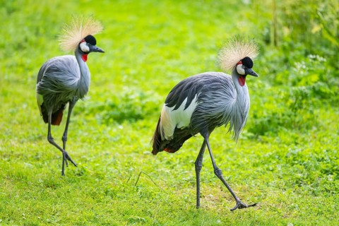 Black crowned crane (Balearica pavonina) walking on a meadow, Bavaria, Germany