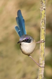 Purple-crowned Fairywren (Malurus coronatus) male, Western Australia, Australia