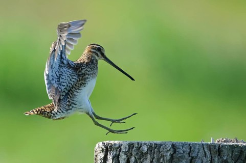 Common Snipe (Gallinago gallinago), Lower Saxony, Germany