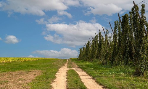 Country lane between hop and tobacco fields, Alsace, France