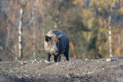 One wild boar or wild pig (Sus scrofa), walking over an opening in early morning light, searching