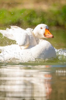 White goose splashes water in the sunlight and swims relaxed, Schwetzingen Palace Gardens, Germany