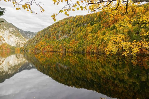 Lake Toplitz, forest in full autumn colors, Austria