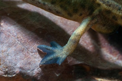 Threaded newt, Lissotriton helveticus, palmate newt, Triturus helveticus, amphibians, amphibians,