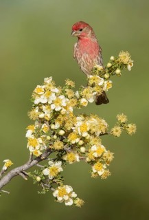 House Finch (Haemorhous mexicanus) male perched on a flowering branch, Arizona, USA