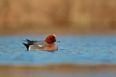Smient op het water, Eurasian Wigeonswimming in water