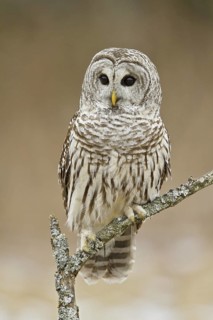 Barred Owl (Strix varia), Ontario, Canada