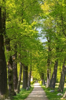 Path through an avenue in the baroque castle park of Neschwitz, Upper Lusatia, Saxony, Germany