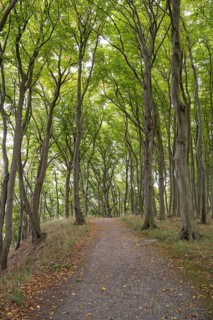 Trail through the beech forest, Stubbenkammer, Jasmund National Park, Rügen, Mecklenburg-Western