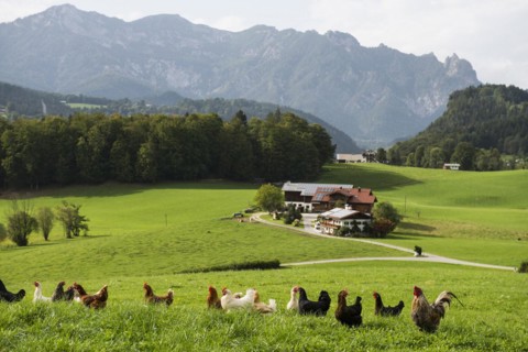 Free-range chickens and farm, Berchtesgaden, Berchtesgadener Land, Upper Bavaria, Bavaria, Germany