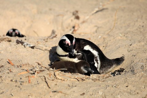 African penguin (Spheniscus demersus), adult, juvenile, chick, nest, guard, beach, Boulders Beach,