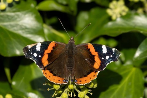 Red admiral butterfly (Vanessa atalanta) adult insect resting on Ivy tree leaves in summer,