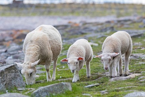 Sheep, sheep, ovis, Varanger, Finnmark, Norway