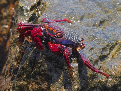 Red rock crab (Grapsus adscensionis)