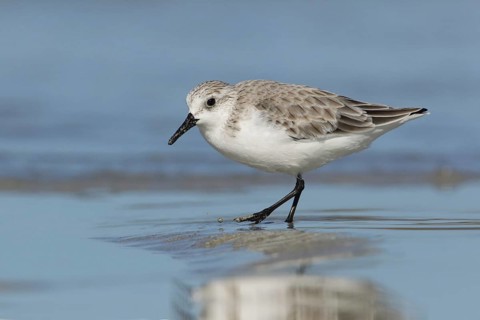 Sanderling (Calidris alba) foraging, Victoria, Australia
