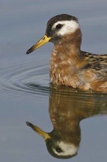 Red Phalarope (Phalaropus fulicarius), Arizona, USA