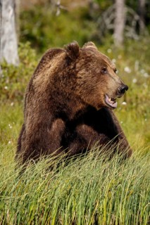 Brown Bear (Ursus arctos), on forest, Kainuu, Finland