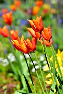 Red tulips (Tulipa) in bloom in spring, Bavaria, Germany