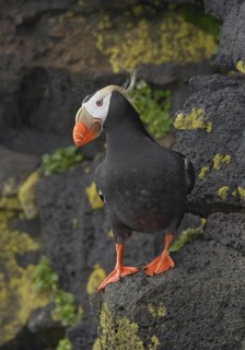 Tufted Puffin (Fratercula cirrhata), Alaska, USA