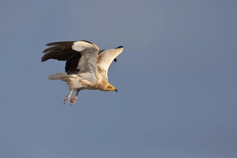 Egyptian Vulture (Neophron percnopterus) flying, Masirah Island, Oman