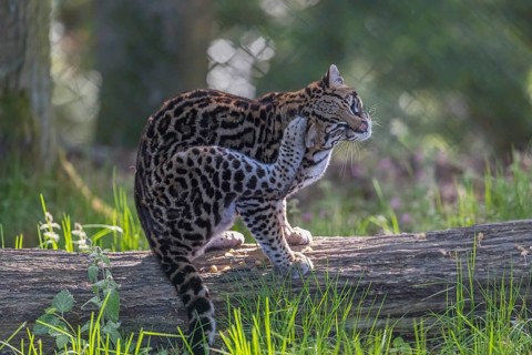 One Ocelot, Leopardus pardalis, resting on a fallen tree with green vegetation in the background