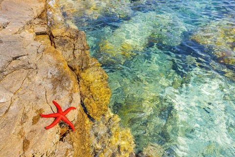 Red Starfish (Echinaster sepositus) lying on a rock next to the water in the bay of Ustrine on the